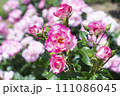 薔薇園にピンク色の薔薇の花が咲く 111086045