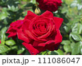 真紅のバラ 111086047