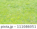 芝生　草 111086051