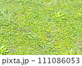 芝生　草 111086053