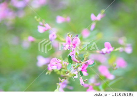 ハギの花 111086198