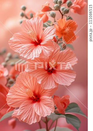 coral tropical flowers pink hibiscus flowers background wallpaper free 111086515