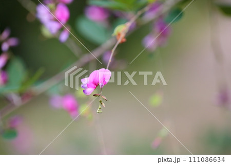 ハギの花 111086634