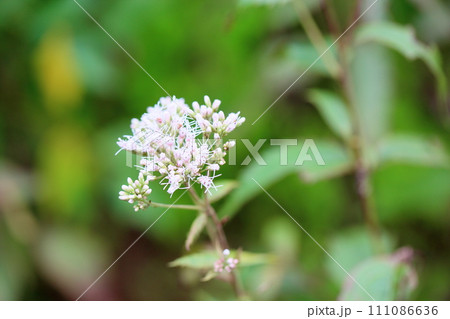 フジバカマの花 111086636