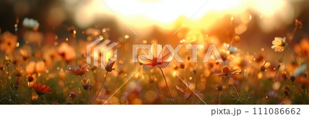 a flower field at sunrise with sunlight shining through the flowers a flower field at sunrise with sunlight shining through the flowers 111086662