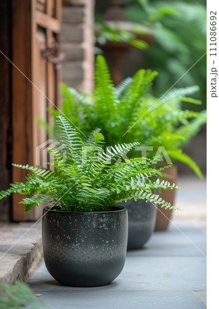 a brown ceramic pot that has a fern plant in it 111086692
