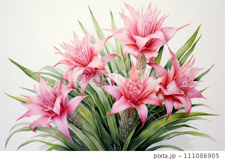 a mesmerizing depiction of a bromelia a mesmerizing depiction of a bromelia 111086905
