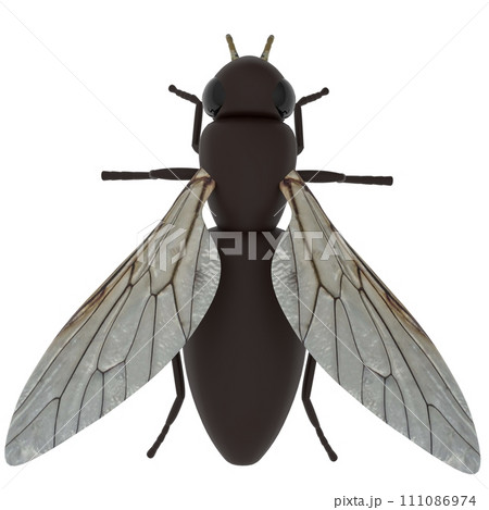 Fly isolated on white background Fly isolated on white background 111086974