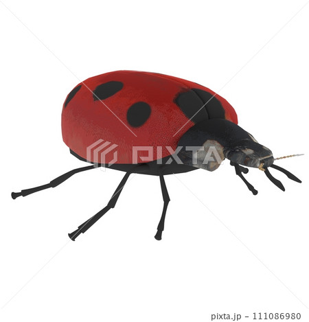 Ladybird isolated on white background Ladybird isolated on white background 111086980