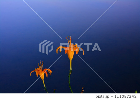 花 フラワー お花 111087245