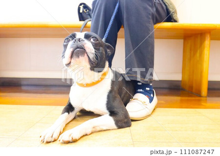 動物病院の待合室で順番を待つボストンテリアのマイティ君♡ 111087247