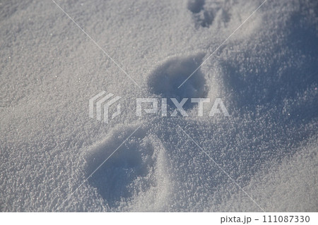冬の朝日に映える一乗谷朝倉氏遺跡 111087330
