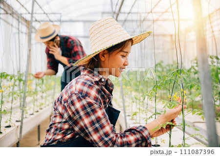 Greenhouse woman entrepreneur checks tomato plants for quality using modern technology. As an owner and scientist she ensures optimal growth and care showcasing happiness in her vegetable farm. Greenhouse woman entrepreneur checks tomato plants for quality using modern technology. As an owner and scientist she ensures optimal growth and care showcasing happiness in her vegetable farm. 111087396