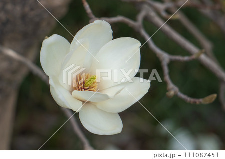 雌しべと雄しべが見えるハクモクレンの花のアップ／モクレン科 111087451