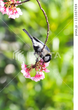 桜の蜜をついばむシジュウカラ  　　　　 111087494