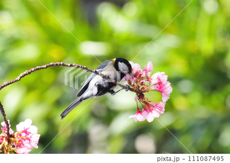 桜の蜜をついばむシジュウカラ  　　　　 111087495