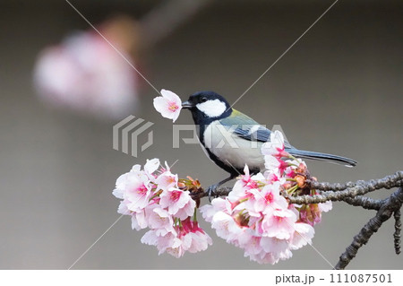 桜の蜜をついばむシジュウカラ  　　　　 111087501