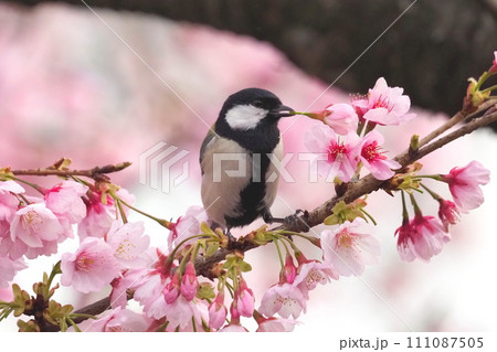 桜の蜜をついばむシジュウカラ  　　　　 111087505