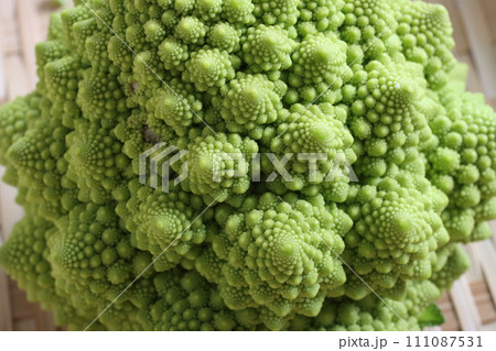 ロマネスコ収穫前 111087531