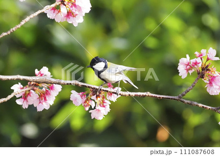 桜の枝でエサを探すシジュウカラ 　　　 111087608