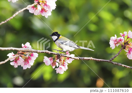 桜の枝でエサを探すシジュウカラ 　　　 111087610