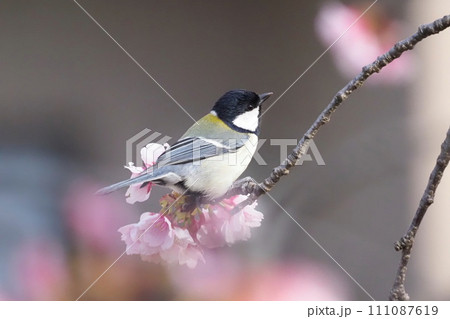 桜の枝でエサを探すシジュウカラ 　　　 111087619