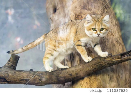 かわいいスナネコ 神戸どうぶつ王国 兵庫県神戸市 かわいいスナネコ 神戸どうぶつ王国 兵庫県神戸市 111087626