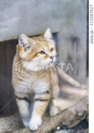 かわいいスナネコ　神戸どうぶつ王国　兵庫県神戸市 111087627