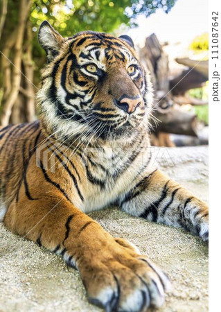 スマトラトラのアップ 神戸どうぶつ王国 兵庫県神戸市 スマトラトラのアップ 神戸どうぶつ王国 兵庫県神戸市 111087642