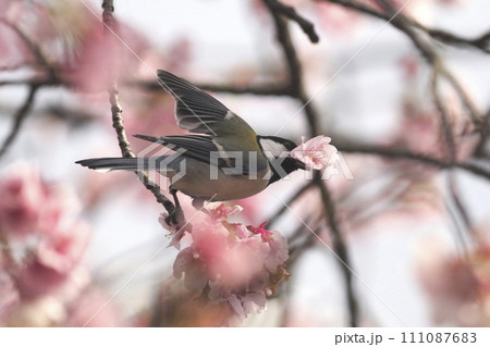 桜の花をくわえて飛び立つシジュウカラ  　　　　 111087683
