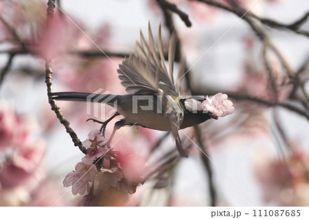 桜の花をくわえて飛び立つシジュウカラ  　　　　 111087685
