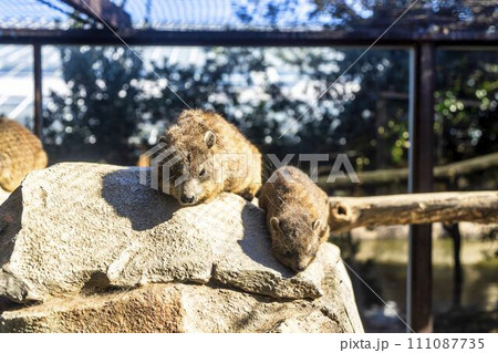 居眠りをするケープハイラックス　神戸どうぶつ王国　兵庫県神戸市 111087735