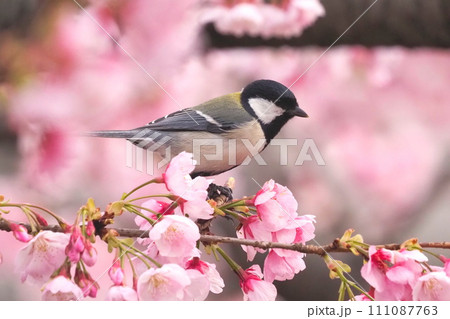 寒緋桜の枝から飛び立とうとするシジュウカラ 寒緋桜の枝から飛び立とうとするシジュウカラ 111087763