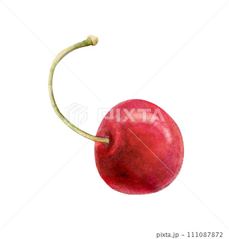 Cherry watercolor drawing illustration. Red berry. Green branch fruit aquarelle twig isolated on white background. Delicious cocktail treat healthy summer vitamin juicy food. Cake decoration cafe Cherry watercolor drawing illustration. Red berry. Green branch fruit aquarelle twig isolated on white background. Delicious cocktail treat healthy summer vitamin juicy food. Cake decoration cafe 111087872