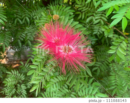 pink flower in tropical garden pink flower in tropical garden 111088143