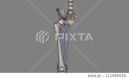 The femoral vein is a large vessel inside each thigh 111089038
