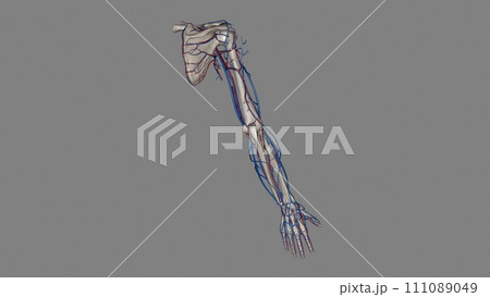 Upper Limb, Arteries and Veins 111089049