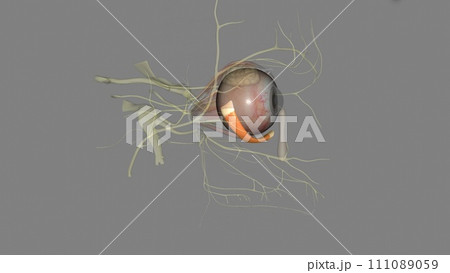 inferior oblique is named by its position within the orbit, relative to the eyeball inferior oblique is named by its position within the orbit, relative to the eyeball 111089059