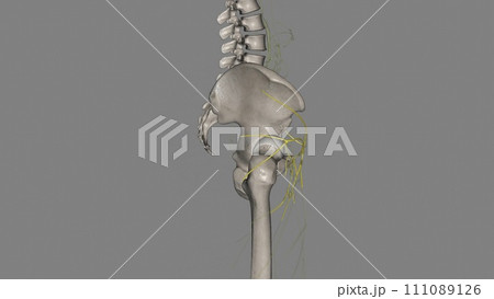Components of the lymphatic system include lymph, lymphatic vessels and plexuses, lymph nodes, lymphatic cells Components of the lymphatic system include lymph, lymphatic vessels and plexuses, lymph nodes, lymphatic cells 111089126