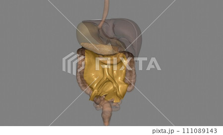 Mesentery,Transverse Mesocolon and Sigmoid...のイラスト素材 [111089143] - PIXTA