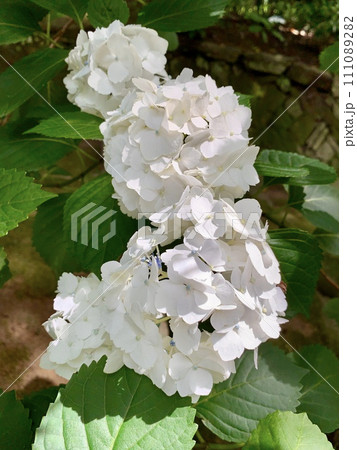 満開の紫陽花(白色)〈本光寺/愛知県幸田町〉 111089282