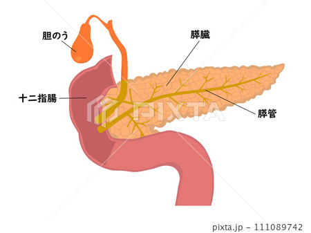 膵臓と膵管と胆のうと十二指腸の各部名称 111089742