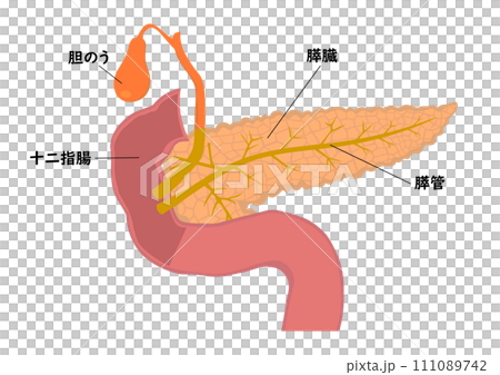 膵臓と膵管と胆のうと十二指腸の各部名称 111089742