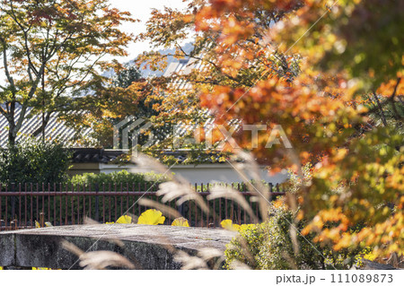 秋の京都　嵯峨嵐山　ススキが揺れる天龍寺の放生池 111089873