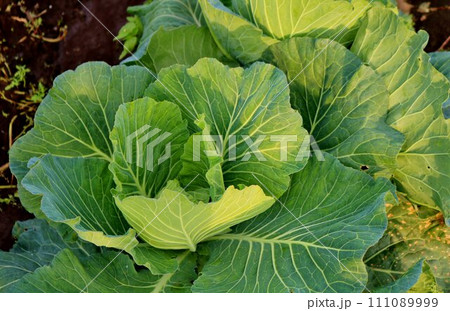 畑で育つ新鮮なキャベツ　秋の田舎 111089999