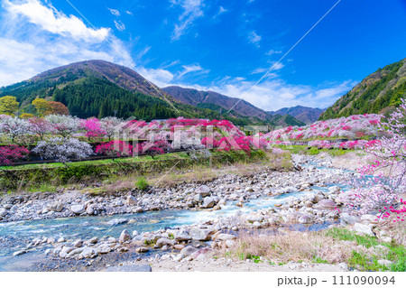 【桃源郷】阿智村の花桃の里【長野県】 111090094