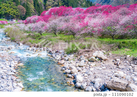 【桃源郷】阿智村の花桃の里【長野県】 【桃源郷】阿智村の花桃の里【長野県】 111090102