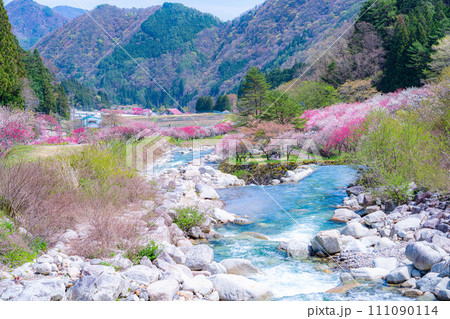 【桃源郷】阿智村の花桃の里【長野県】 【桃源郷】阿智村の花桃の里【長野県】 111090114