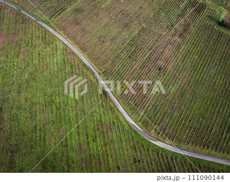 FRANCE, GIRONDE, SAINTE CROIX DU MONT, WINDING COUNTRY ROAD THROUGH THE BORDEAUX VINEYARDS IN WINTER 111090144