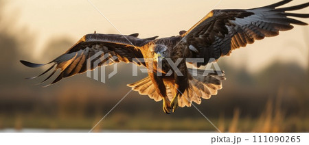 Majestic Bird Soaring Above Vast Water Body Majestic Bird Soaring Above Vast Water Body 111090265